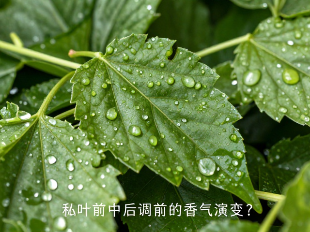 残留大分子与后调的深远延续性