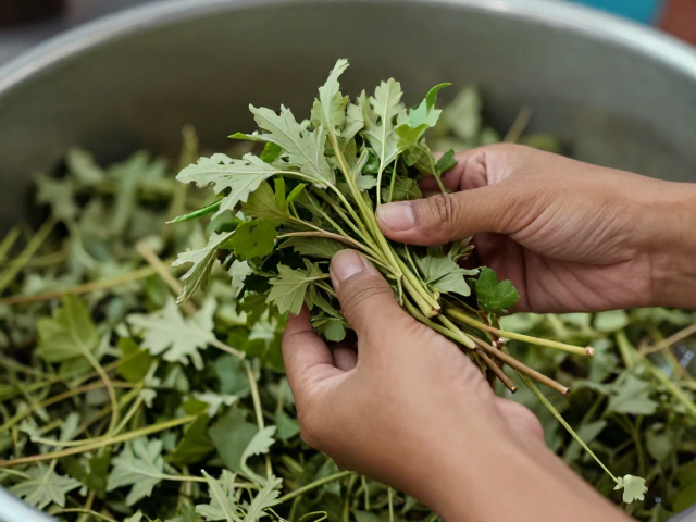 植物香材提取工艺中的技术细节与质量控制