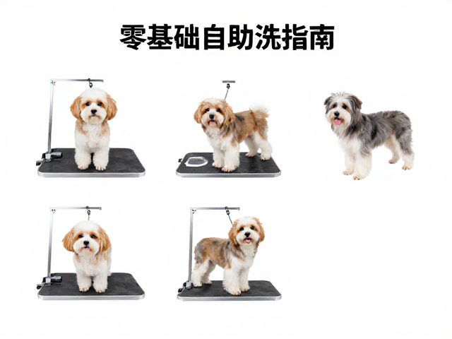 零基础自助洗护的标准操作流程