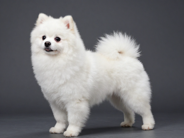 梗犬系列造型规范,博美俊介装如何打造强四肢支撑感
