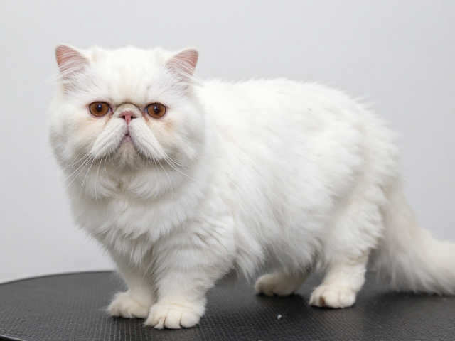 波斯猫圆润造型怎么剪?重点处理腋下易打结部位