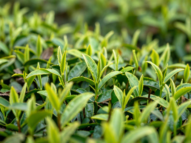微量元素对茶汤风味的深层塑造