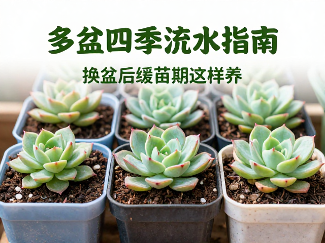 换盆后的缓苗期养护细节