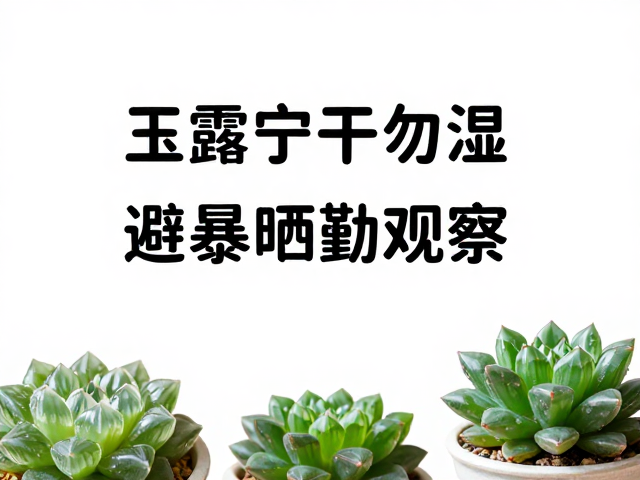 光照管理与环境避晒原则