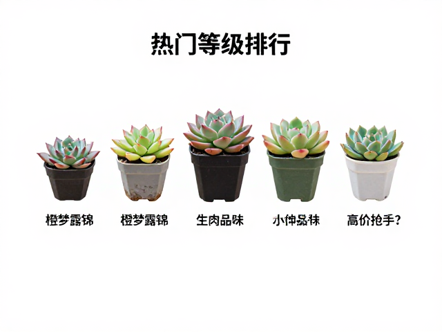 橙梦露锦化的生物学特性与稀缺性分析