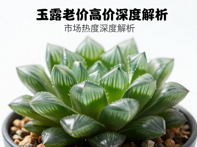 玉露老桩高价背后的形成机制