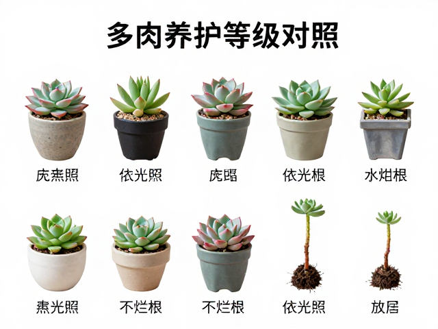 进阶养护:全日照下的控型与水分管理