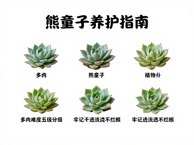 熊童子养护指南，多肉难度五级分级，牢记干透浇透不烂根