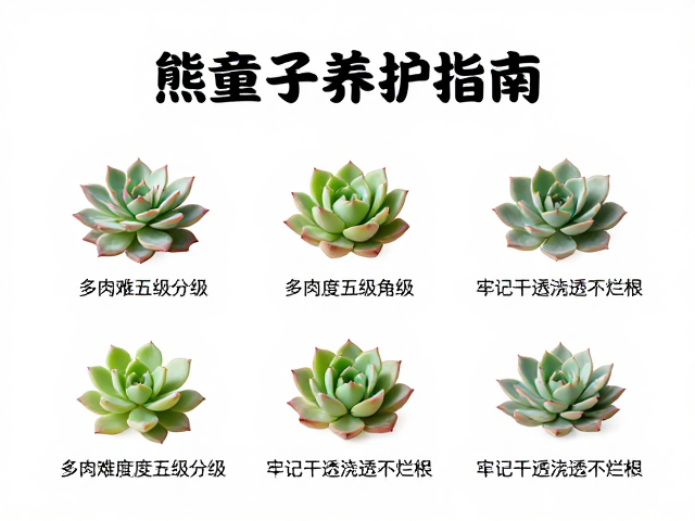 常见问题与应对