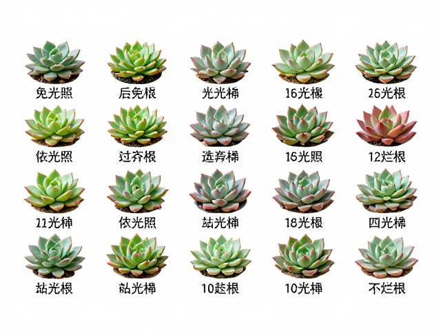 多肉养护等级对照，进阶避坑指南，依光照选品种不烂根