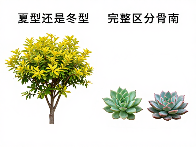 灌木形态与草本多肉的从属关系界定