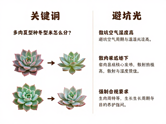 多肉夏型种冬型种怎么分？避坑空气湿度过高，散射光养护指南