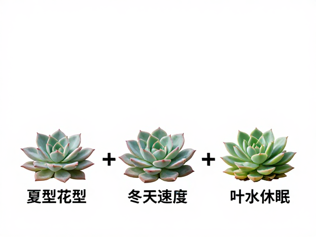 生长速度与季节性休眠机制