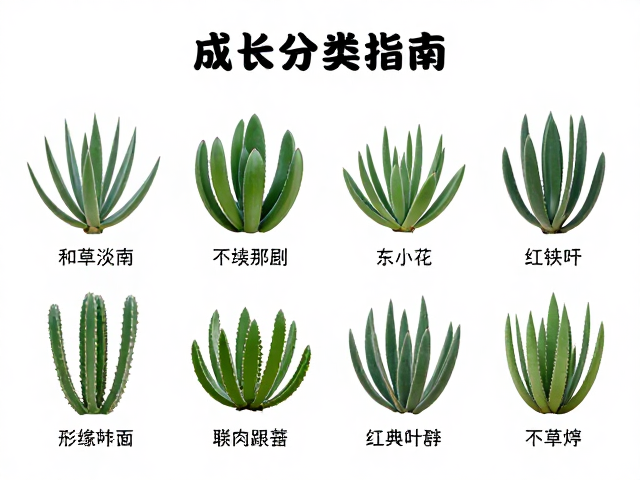 常见易混淆品种辨析
