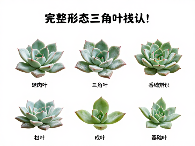 多肉带白粉三角叶怎么认？完整形态分类识别指南