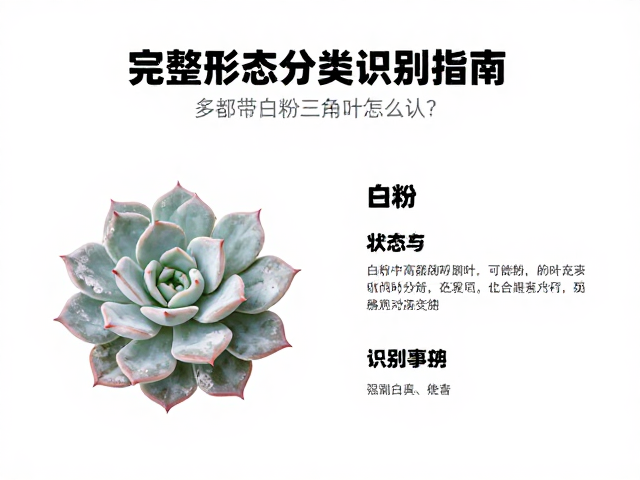 白粉状态与环境因素对识别的影响