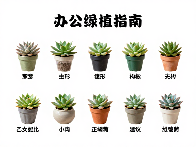 土壤配比与换盆周期建议