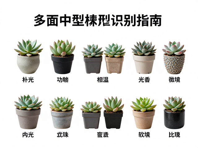 桌面选型中的光照与容器匹配逻辑