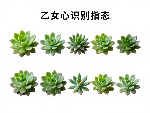 办公室光照条件对乙女心形态的影响