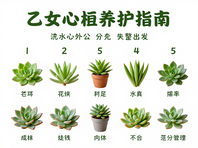 浇水频率与水分管理的科学控制