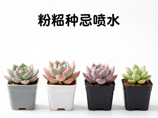 环境光照与摆放位置的选择