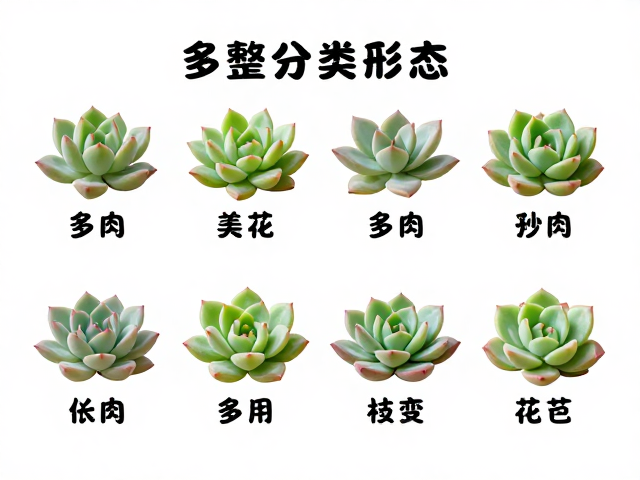 多肉植物外观形态的分类识别逻辑