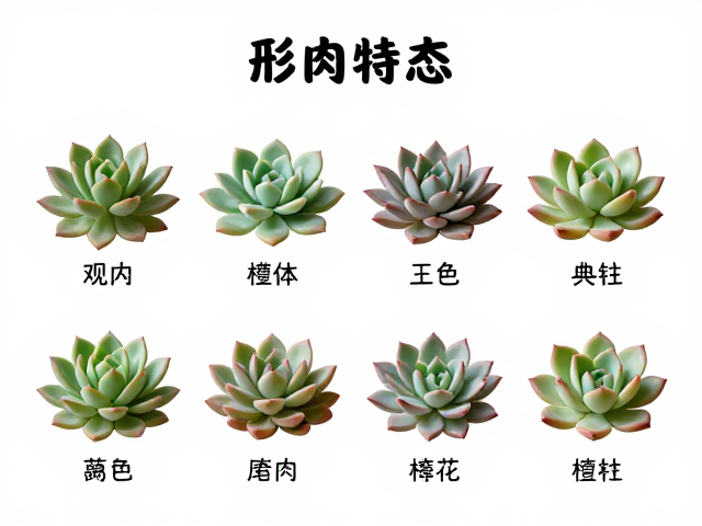 常见观型多肉的形态特征识别