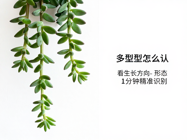 多肉垂吊型怎么认？看生长方向，形态，1分钟精准识别