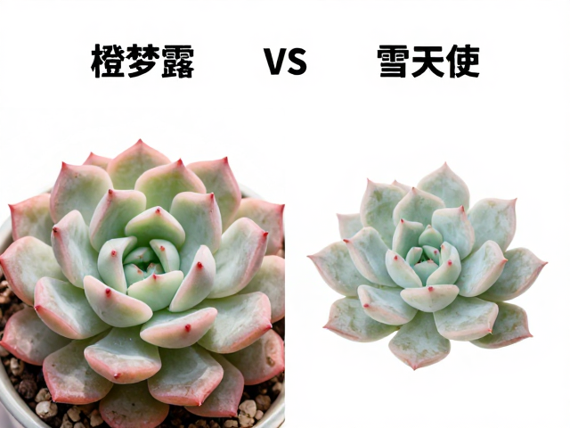 生长习性与养护环境的适应性差异