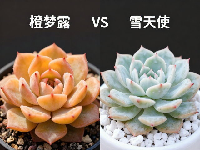 橙梦露vs雪天使，同属多肉群生爆崽差异详解，一文分清