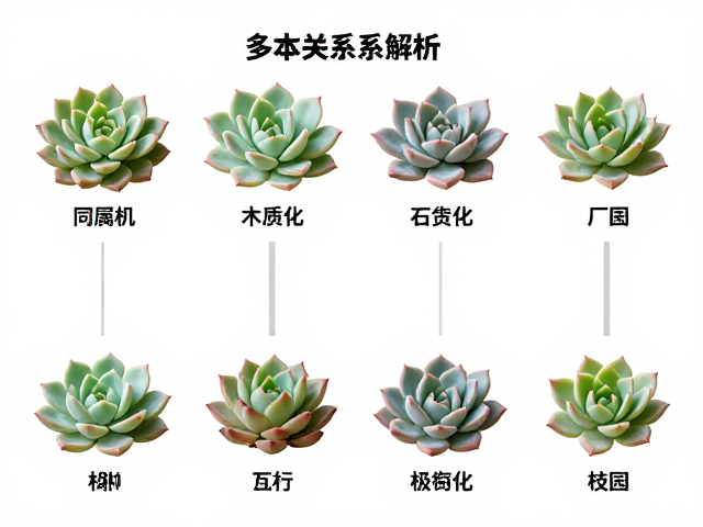 景天科拟石莲花属的木质化差异解析