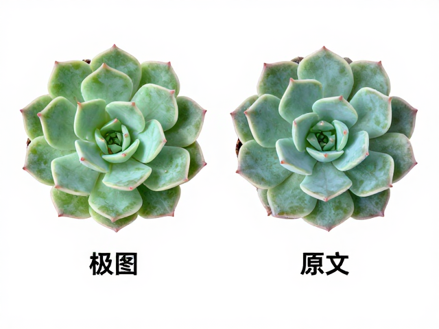 叶缘弧度的微观形态差异分析