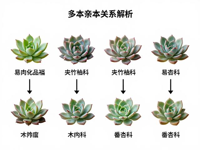 夹竹桃科与番杏科的特殊案例