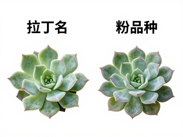 多肉叶面粉霜区别？查拉丁名秒辨品种，同属相似度极高植物详细对比