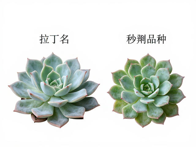 拉丁学名在品种鉴定中的核心作用