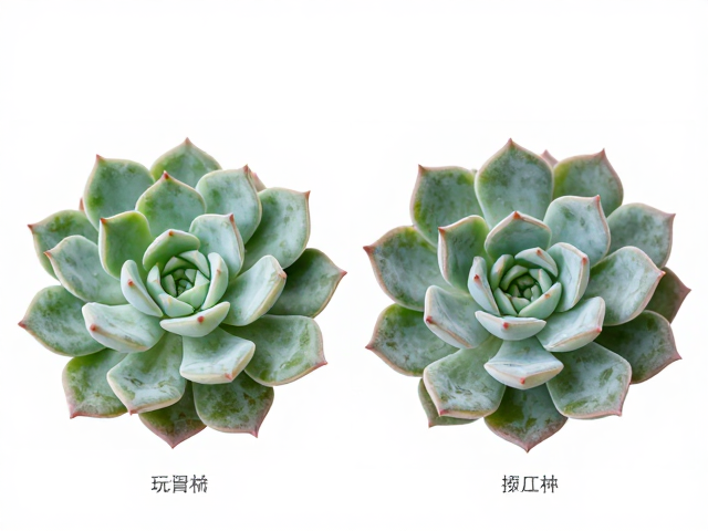 同属植物形态特征的微观与宏观对比