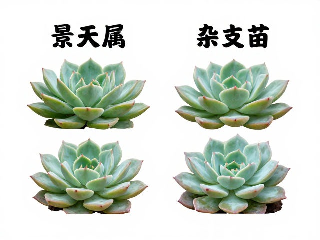 区分石莲花属(Sedum)与景天属的形态差异