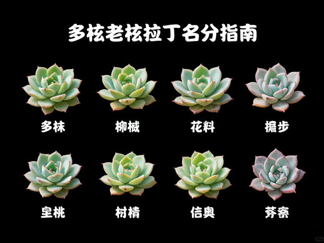 多肉老桩拉丁名查询，同属相似度极高品种详细对比区分指南