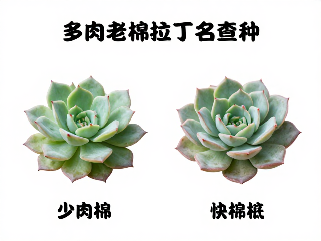 生长习性与环境适应性对形态的影响