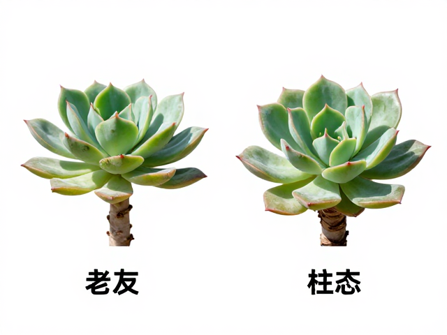 同属高相似度品种的形态特征细微差异