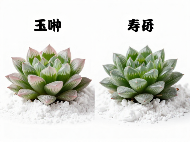 白色粉末的成因与生理功能解析