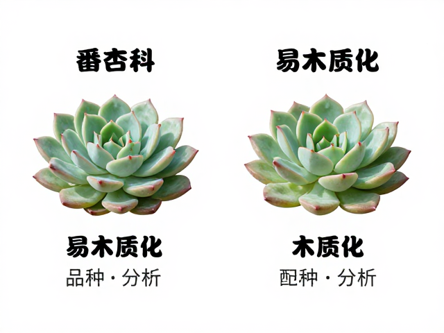 相似品种间的细微差异与识别要点