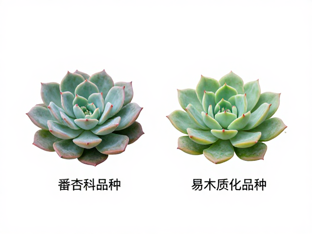 番杏科多肉对比，易木质化品种详细区分与相似度解析