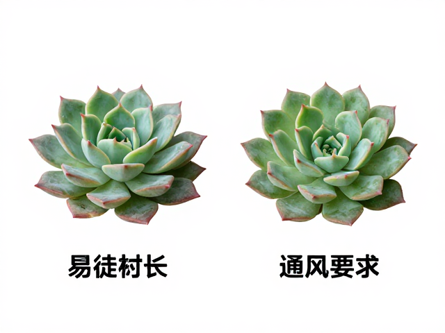 同属多肉详细对比，易徒长品种通风要求与区分指南