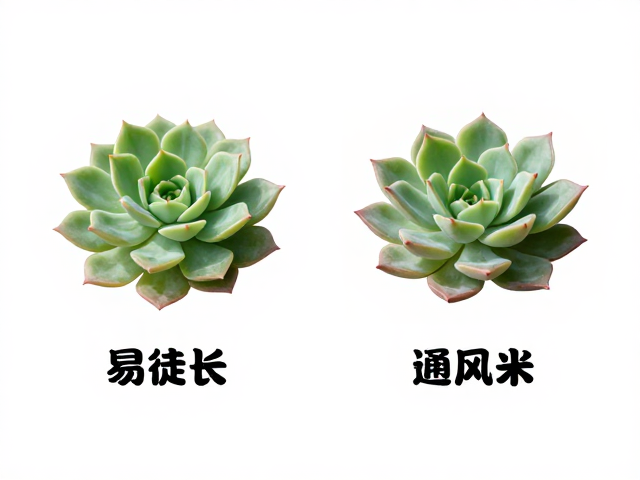 高通风需求品种的识别与典型代表