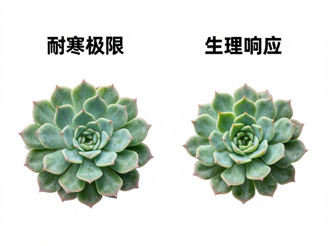 同属品种耐寒极限与生理响应差异