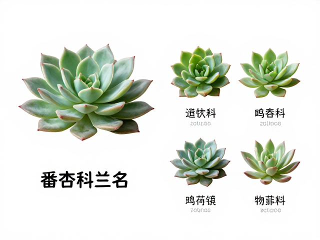 番杏科多肉拉丁名查询，同属品种相似度极高对比区分指南