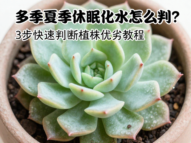 多肉夏季休眠化水怎么判？3步快速判断植株优劣教程