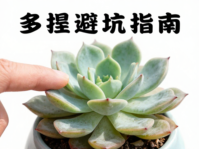 多肉避坑指南，轻捏叶片辨老桩，低温选保温发货更活