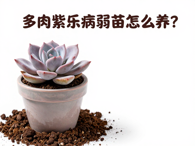 配土环境与缓盆期的精准控制
